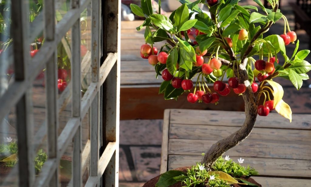 ต้นไม้แคระ ฟอกอากาศ