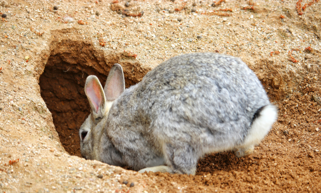 นิสัยกระต่าย