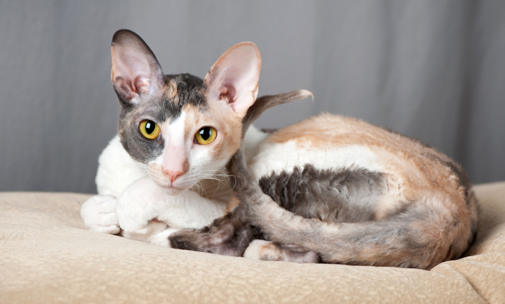 แมวสําหรับคนเป็นภูมิแพ้