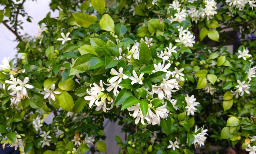 ต้นไม้ทำรั้ว