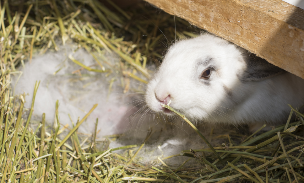 การดูแลกระต่ายท้อง