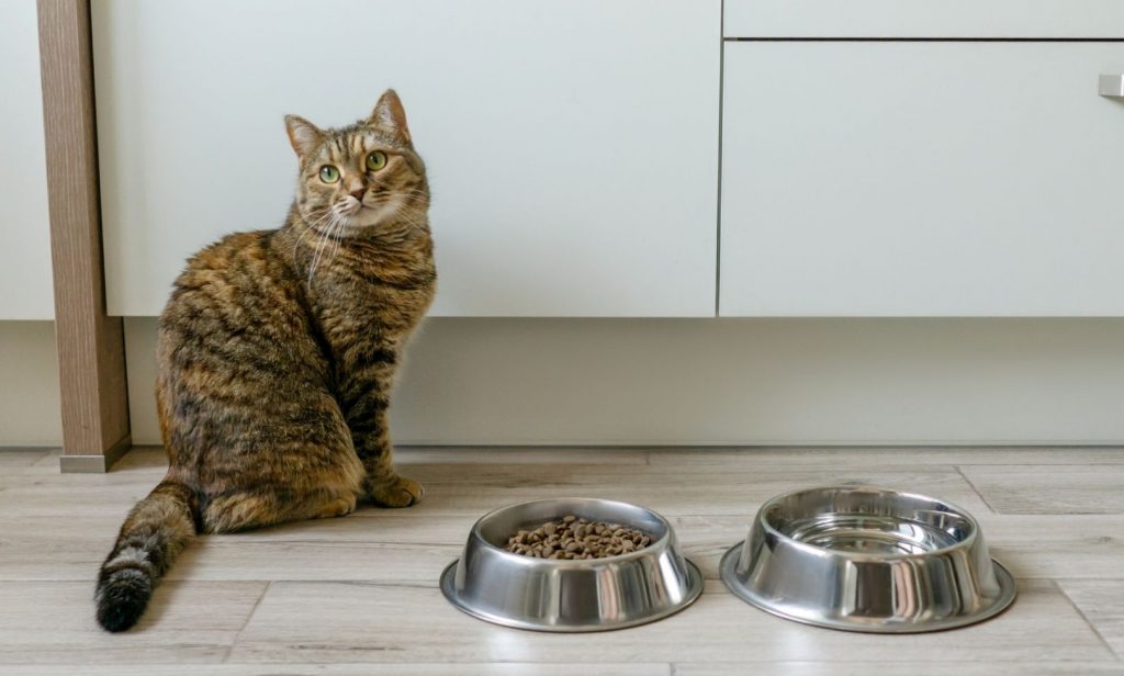 เลี้ยงแมวในบ้าน 