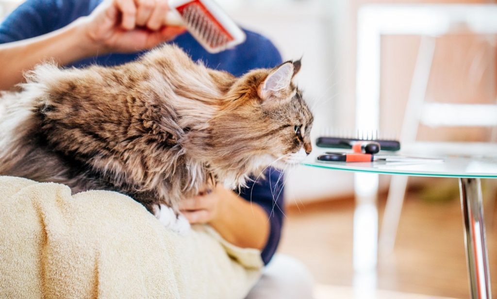 ดูแลแมวขนยาว