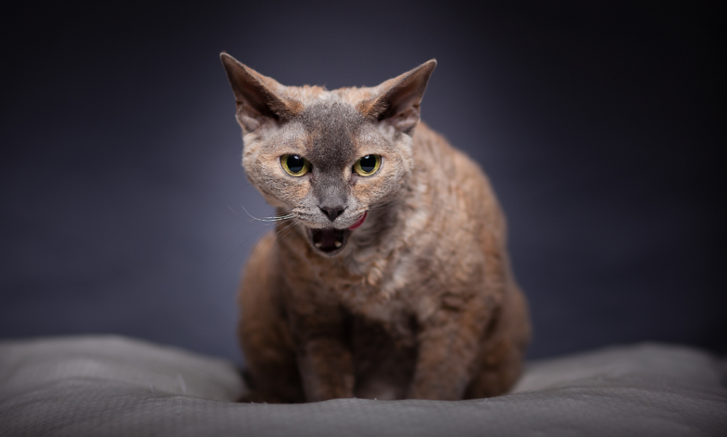 แมวสําหรับคนเป็นภูมิแพ้