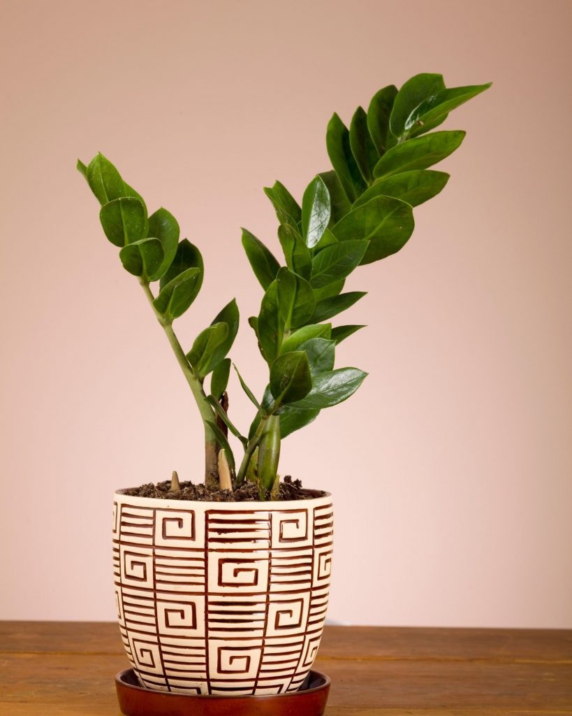 ต้นไม้แคระ ฟอกอากาศ