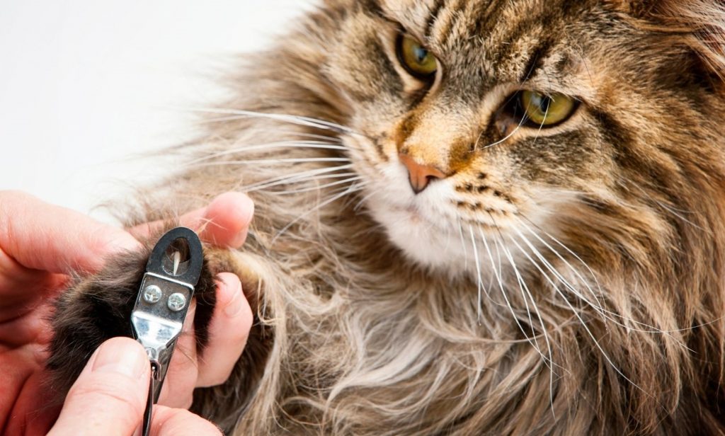 อาบน้ำแมว