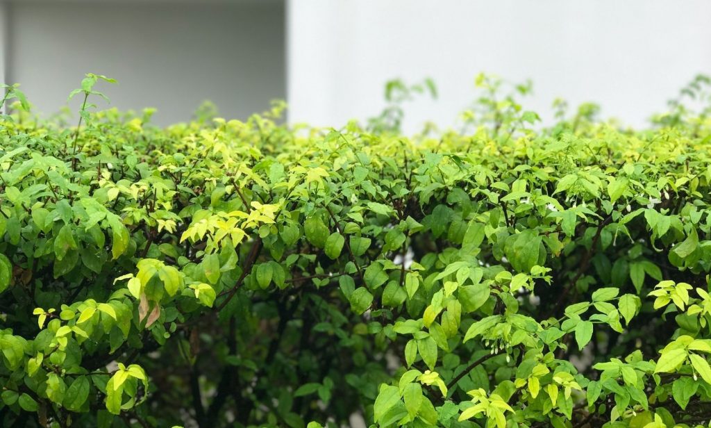 ต้นไม้ทำรั้ว