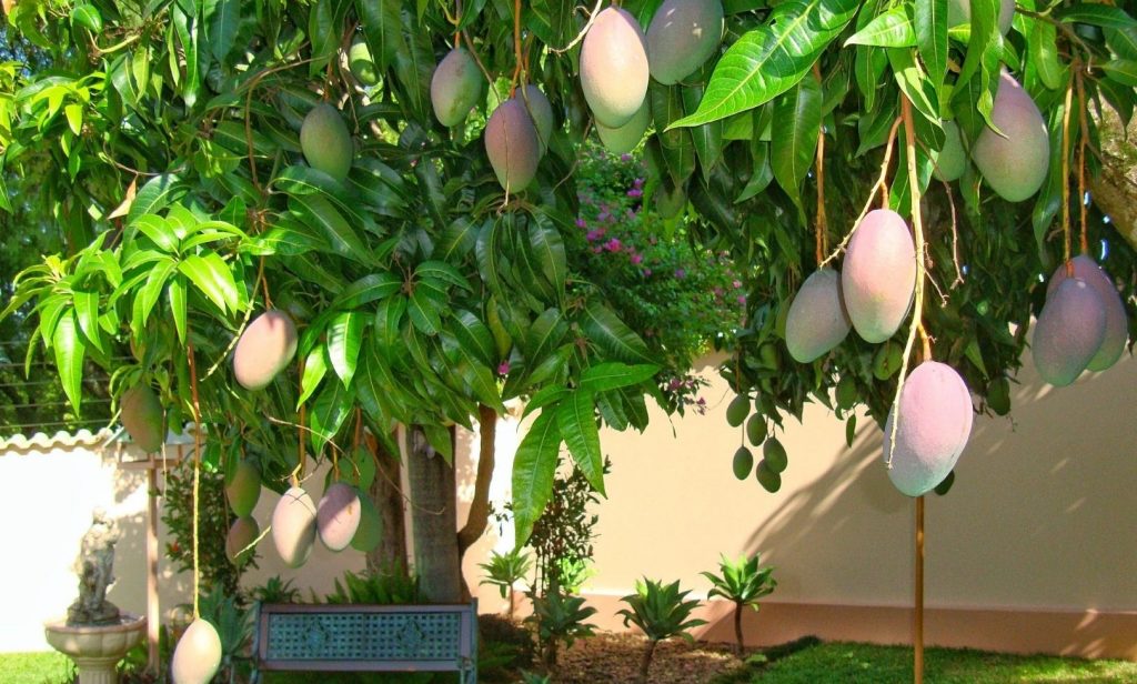 ต้นไม้กินได้ที่ควรปลูกในบ้าน