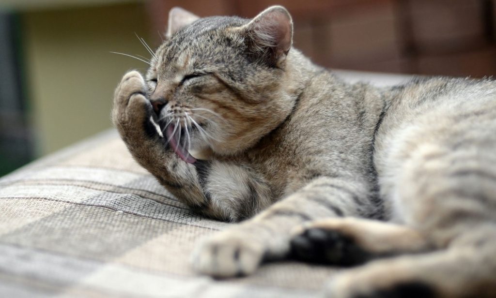 แมวไม่กินอาหาร