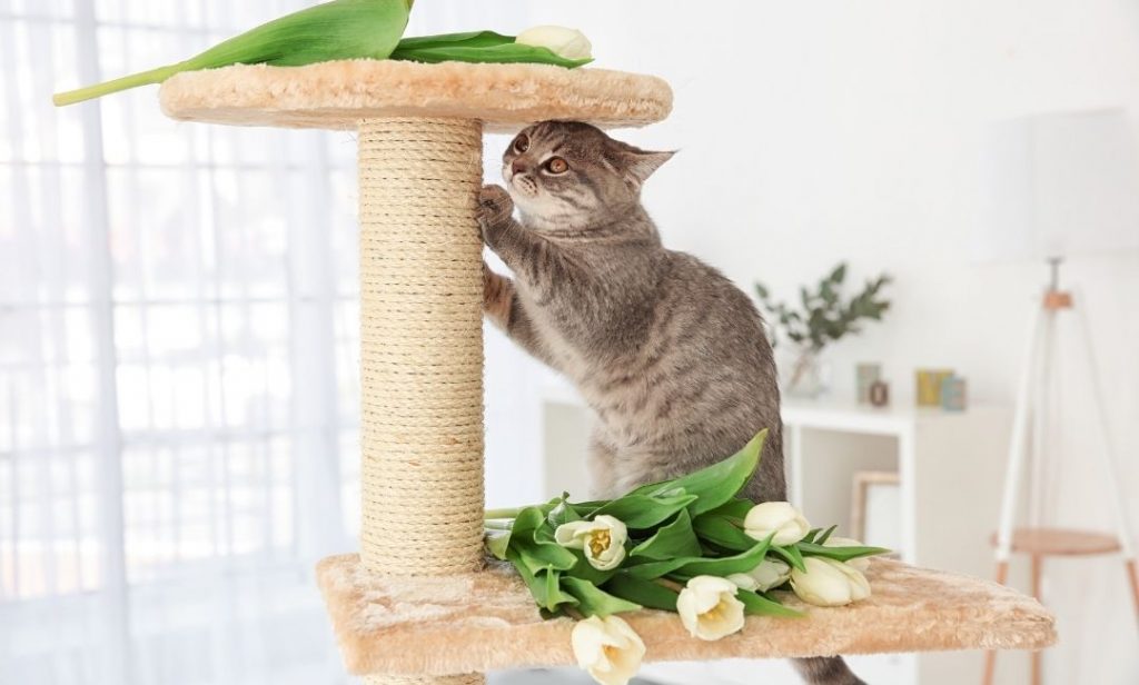 เลี้ยงแมวในบ้าน