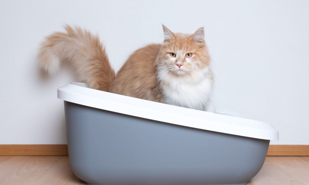 ดูแลแมวขนยาว