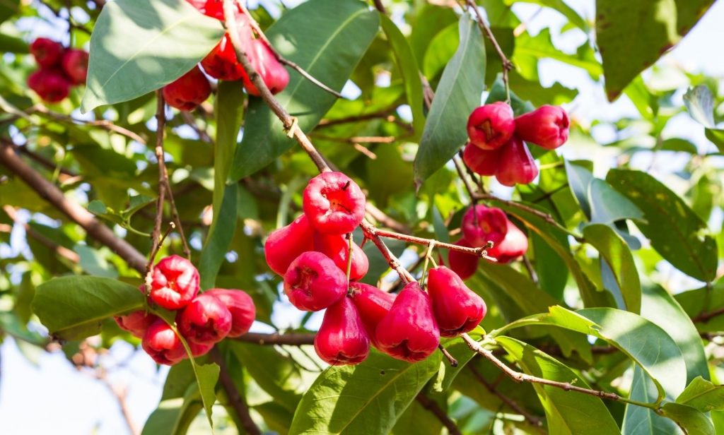 ต้นไม้กินได้ที่ควรปลูกในบ้าน