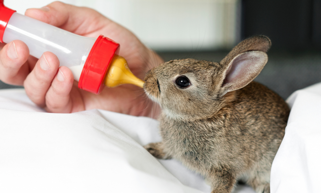 การดูแลกระต่ายท้อง