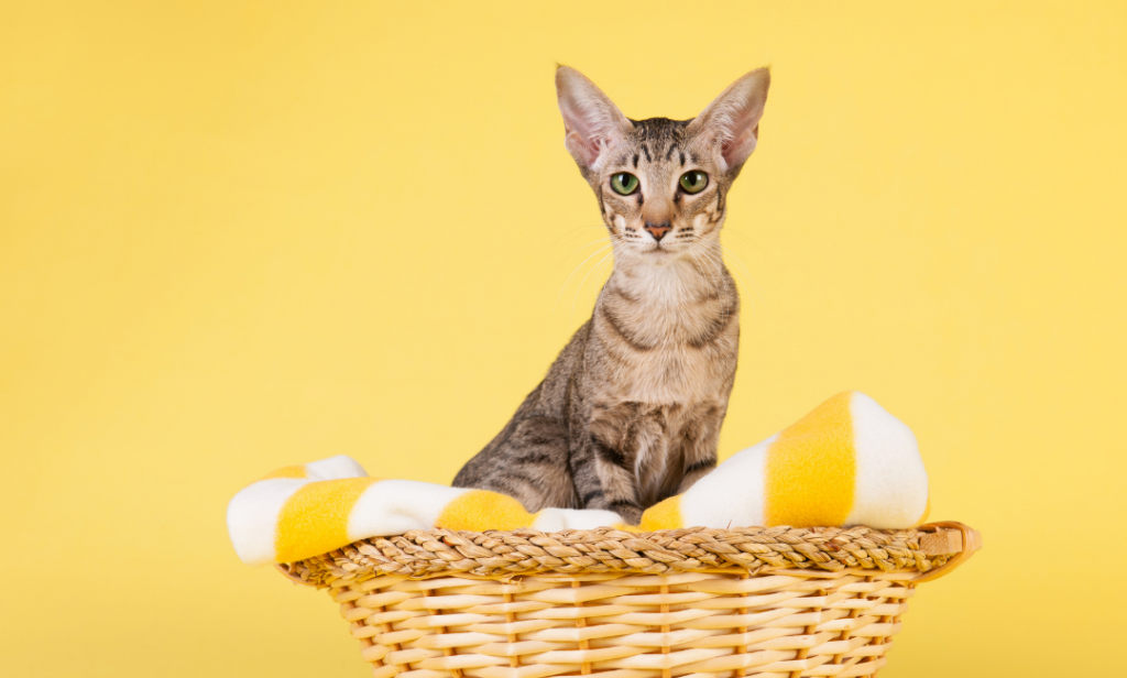 แมวสําหรับคนเป็นภูมิแพ้