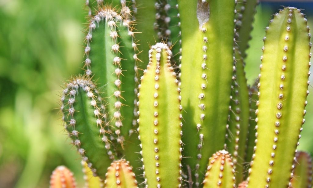 ไม้อวบน้ำ