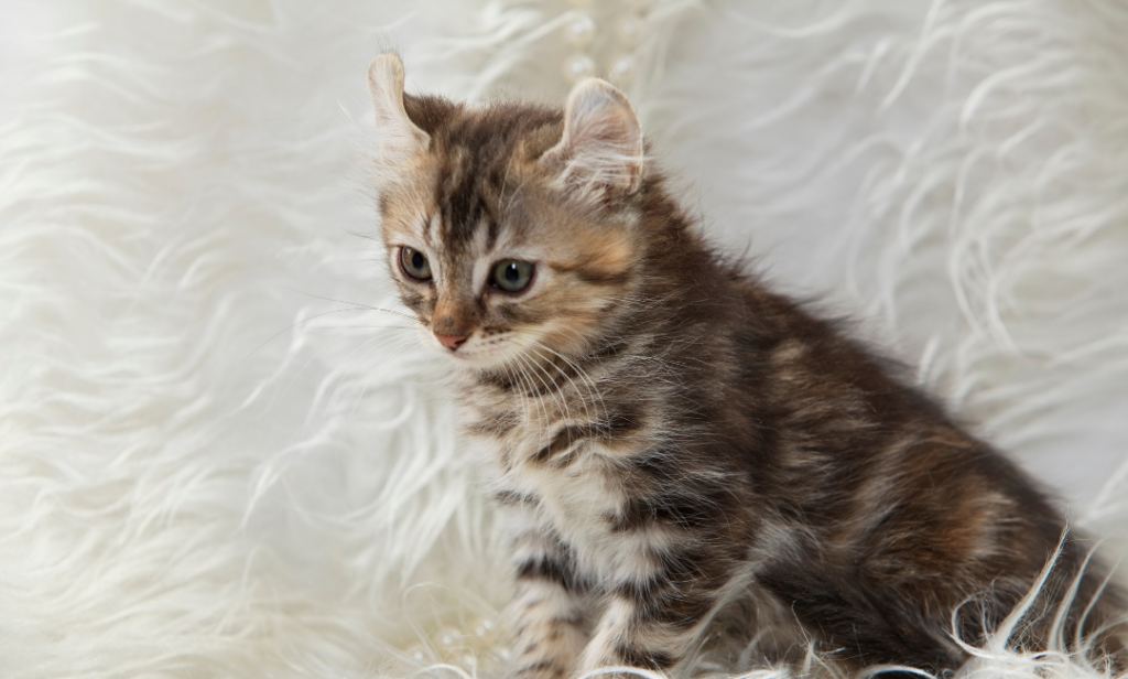 เลี้ยงแมวพันธุ์ไหนดี