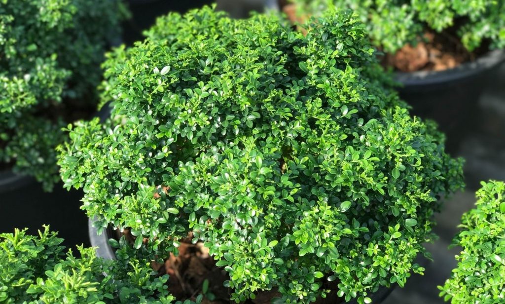 ต้นไม้แคระ ฟอกอากาศ