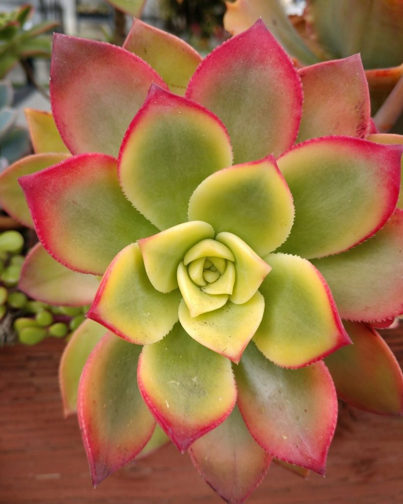 ไม้อวบน้ำ