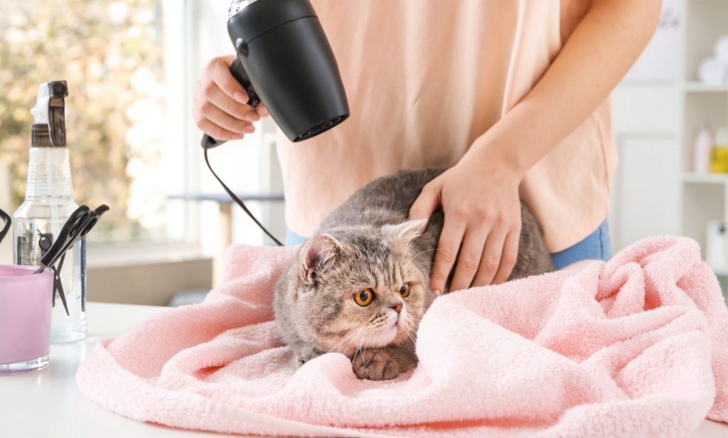 อาบน้ำแมว