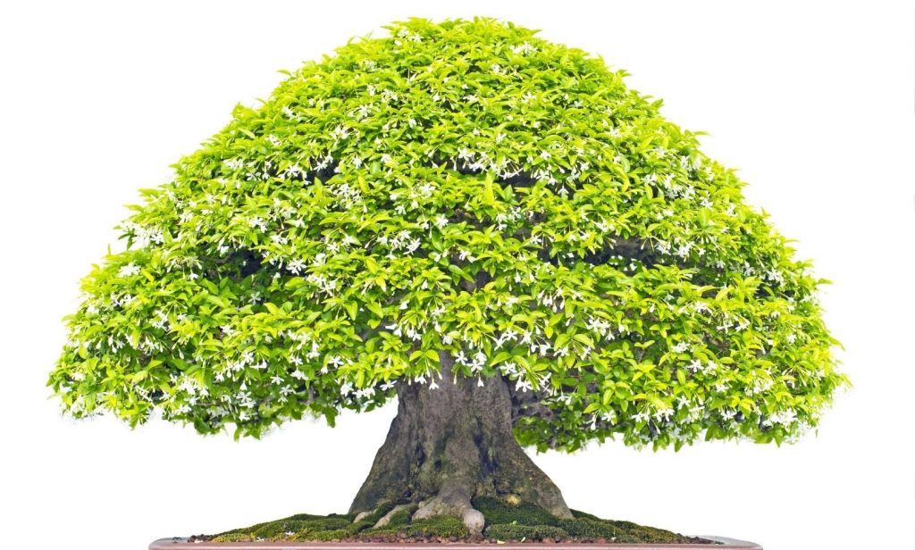 ต้นไม้แคระ ฟอกอากาศ