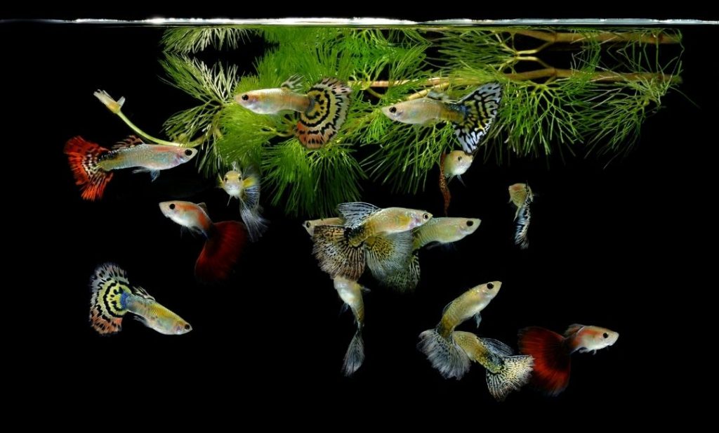 ปลาสวยงาม เลี้ยงง่าย