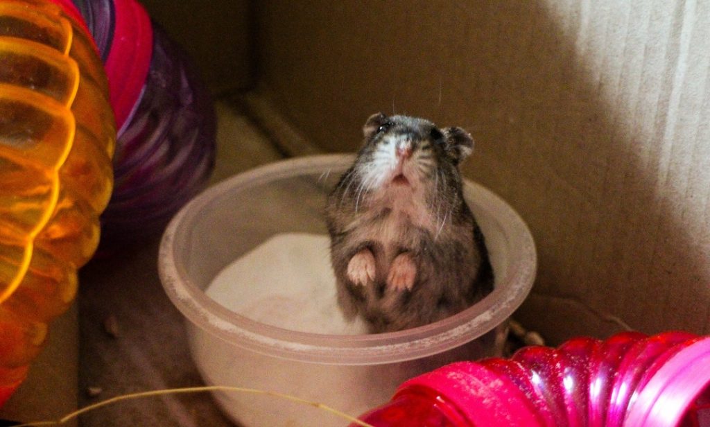 หนูแฮมสเตอร์