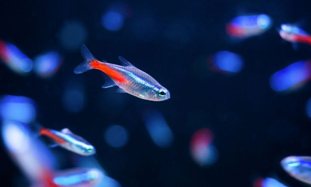 ปลาสวยงาม เลี้ยงง่าย