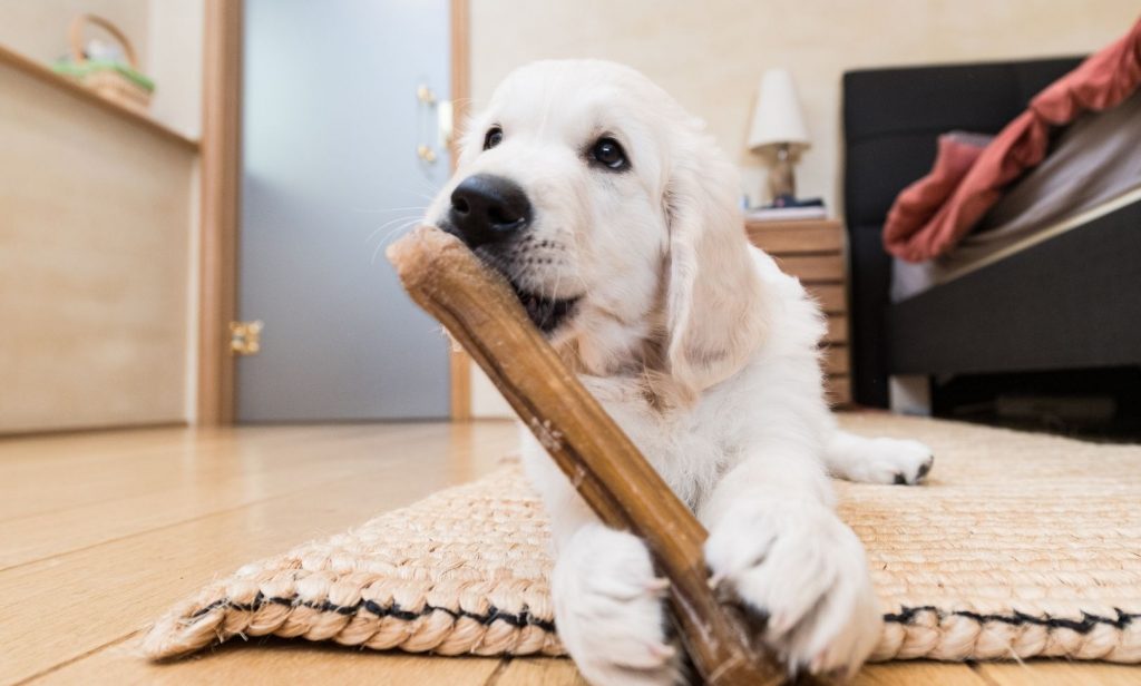 วิธีฝึกลูกสุนัข