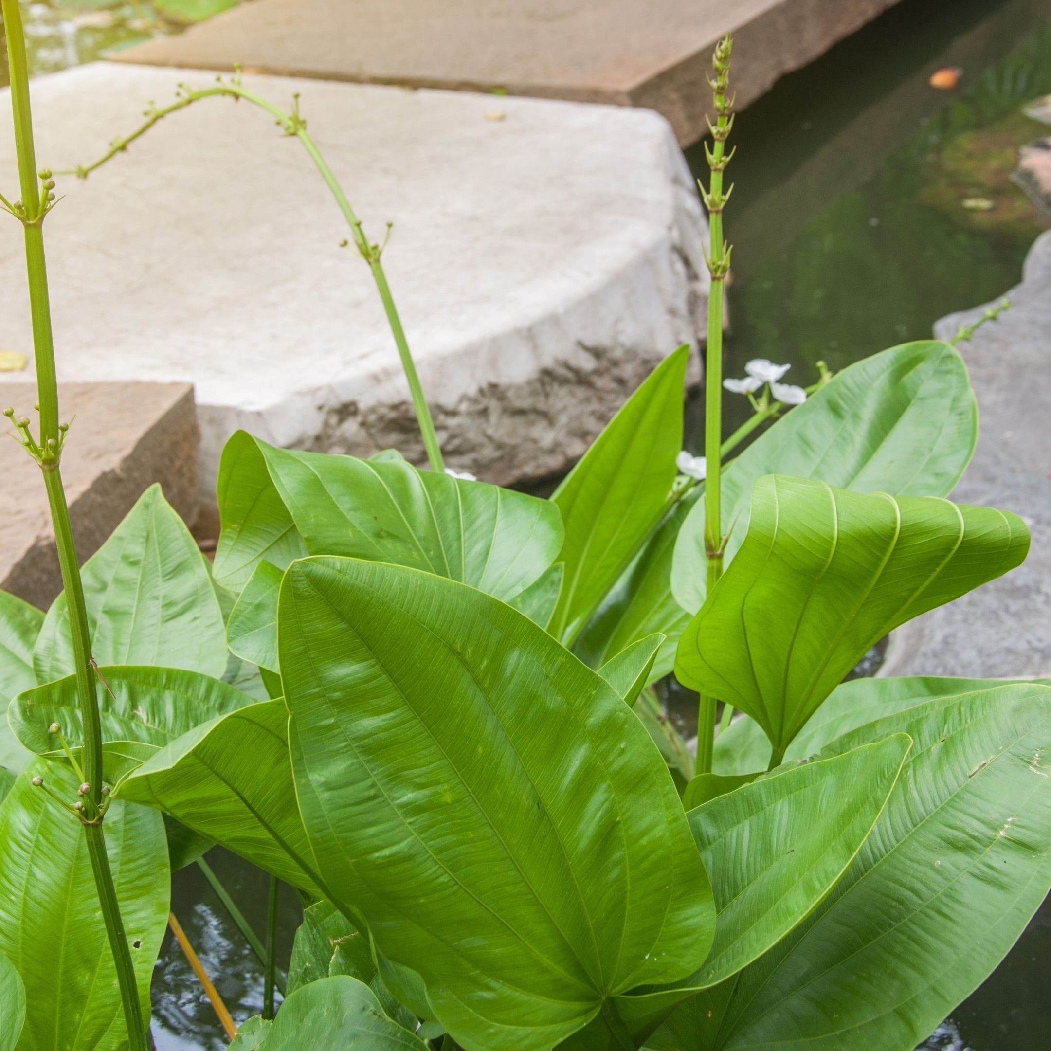 ต้นไม้น้ำ ในตู้ปลา