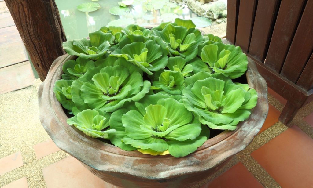 ต้นไม้น้ำ ในตู้ปลา