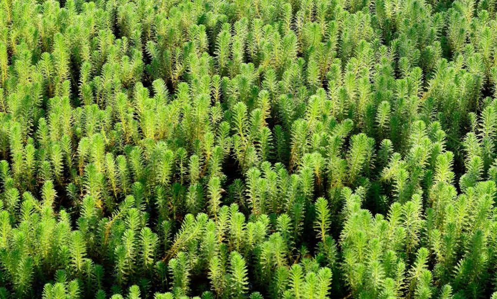 ต้นไม้น้ำ ในตู้ปลา