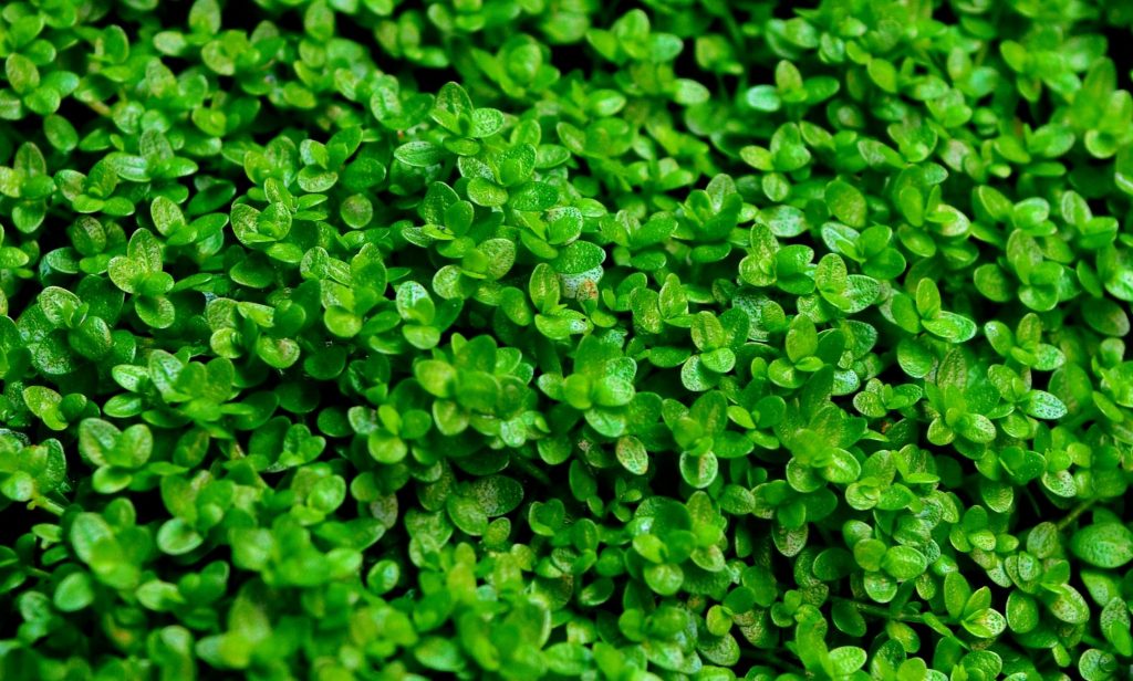 ต้นไม้น้ำ ในตู้ปลา