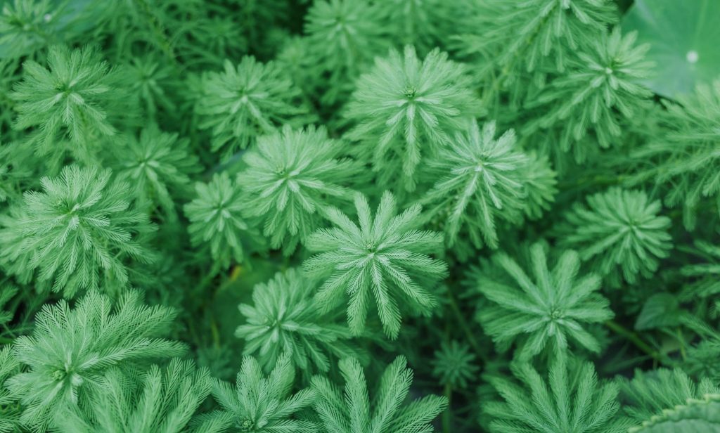 ต้นไม้น้ำ ในตู้ปลา