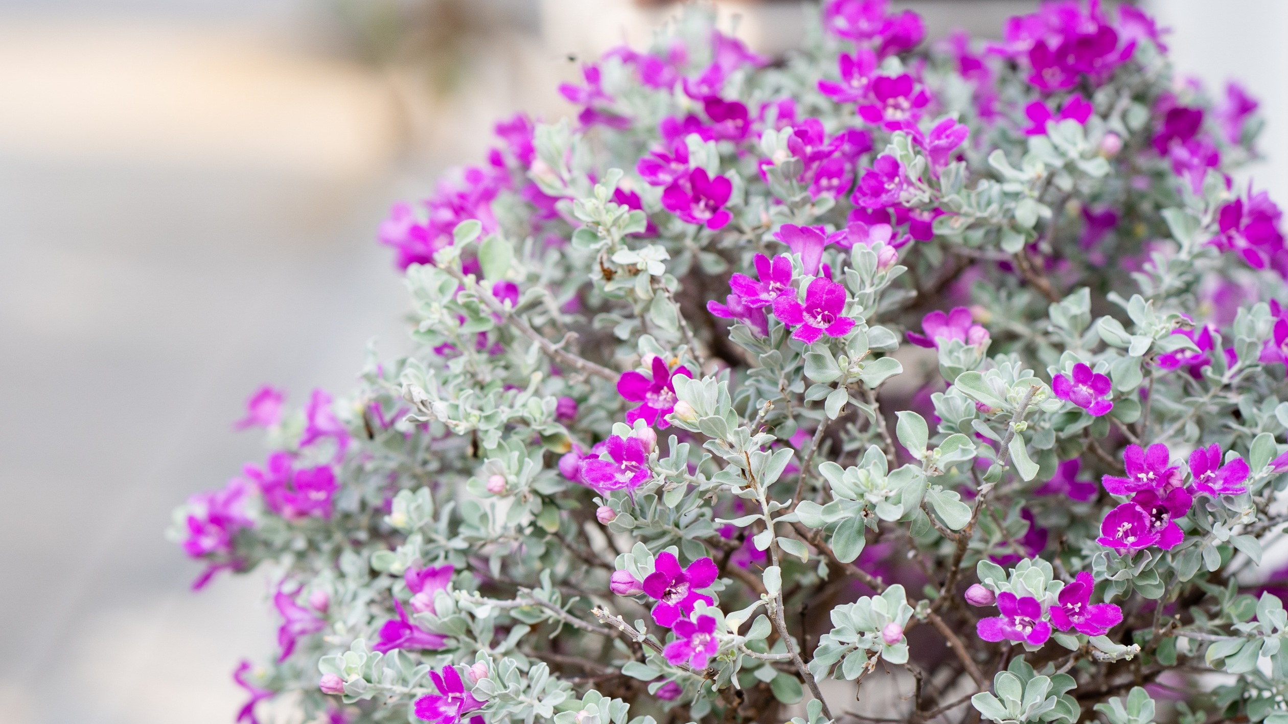 ต้นไม้ทำรั้ว