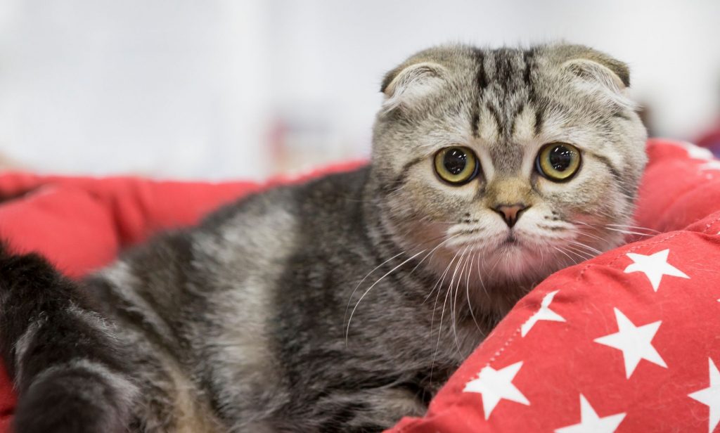 แมวพันธุ์แปลก ๆ