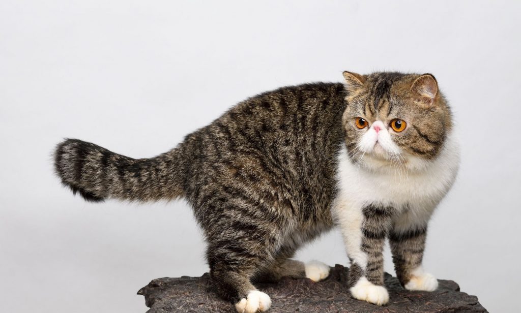 แมวพันธุ์แปลก ๆ