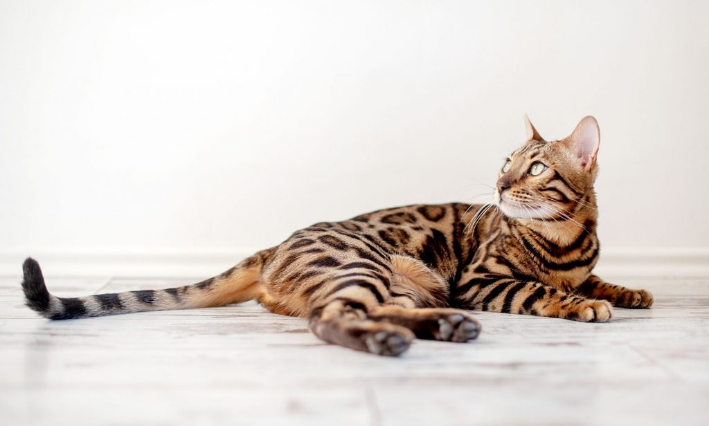 แมวพันธุ์แปลก ๆ