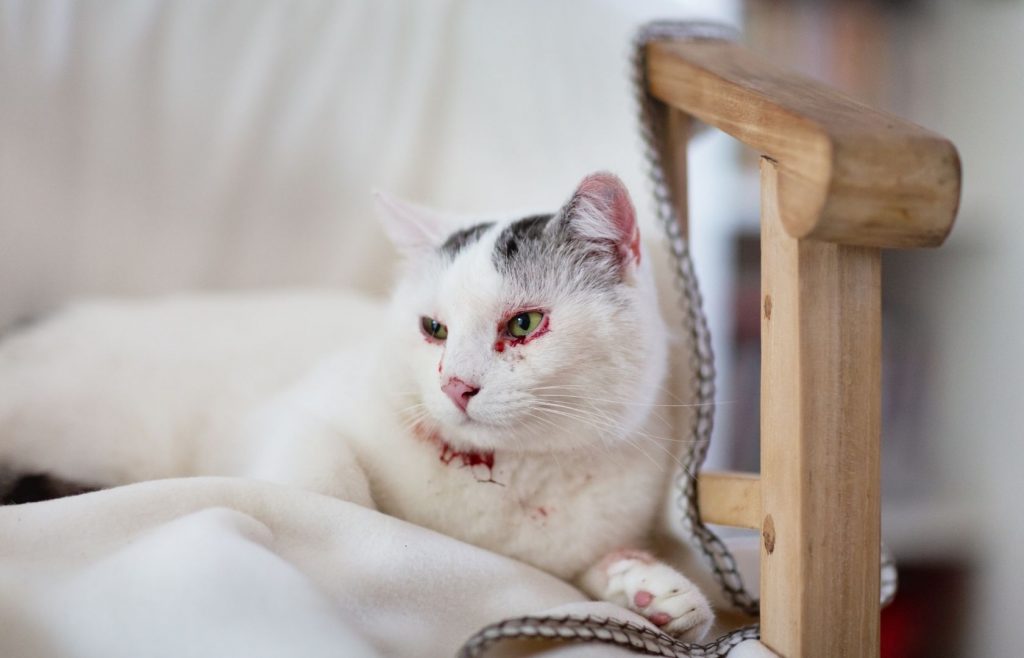 แมวเป็นแผล