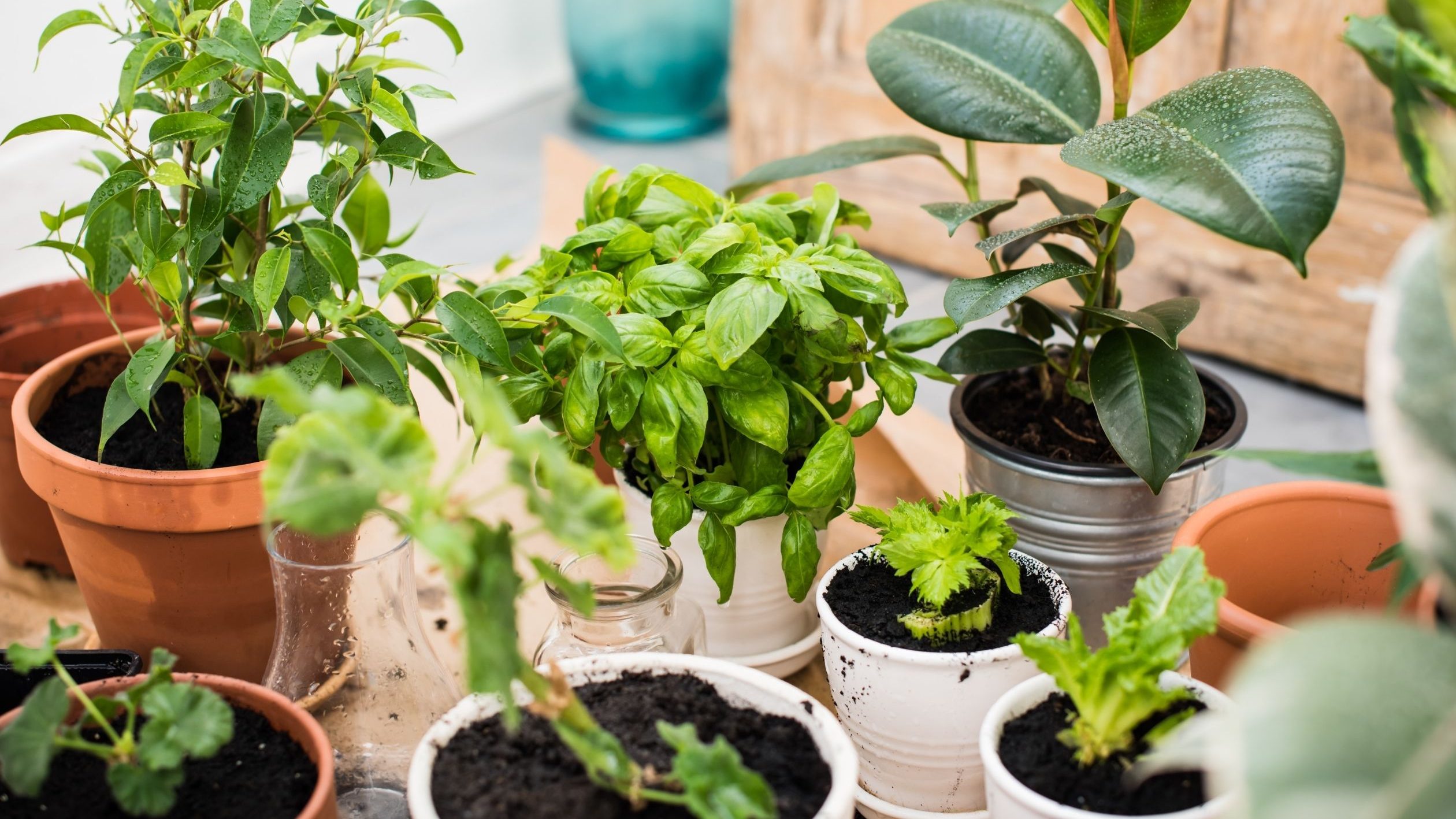 ผักที่ปลูกง่าย