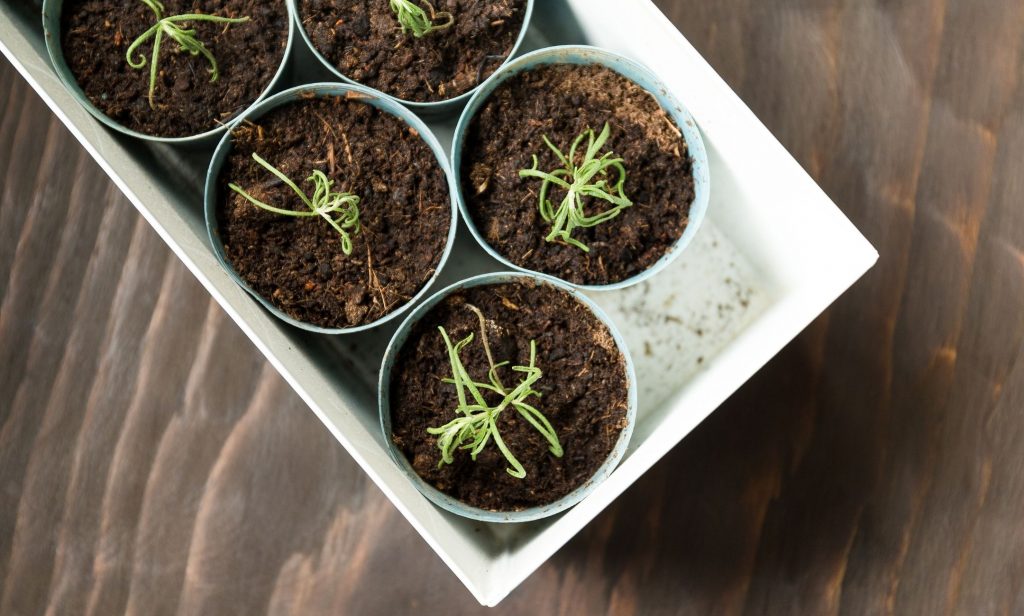 ไอเดีย รดน้ำต้นไม้ เวลาไม่อยู่บ้าน