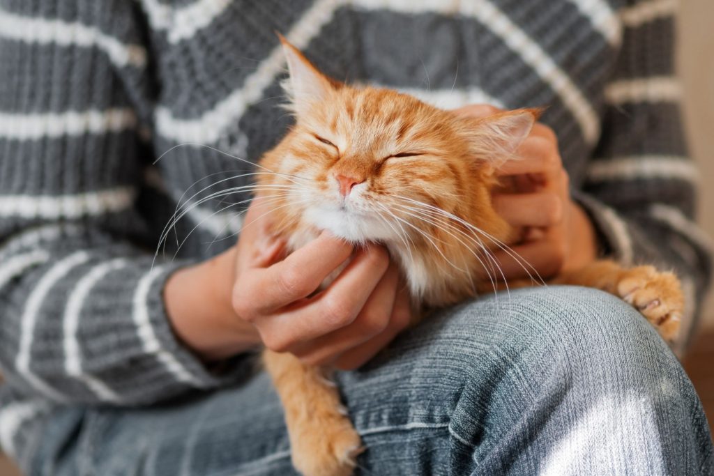 แมวเก่าไม่ยอมรับแมวใหม่