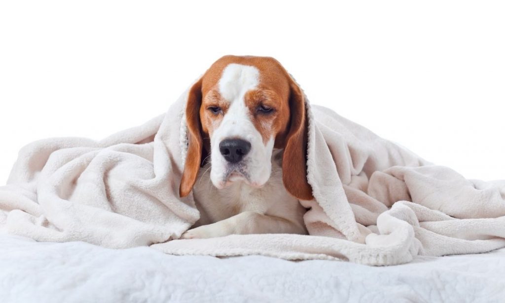 สุนัขหอน ตอนกลางคืน