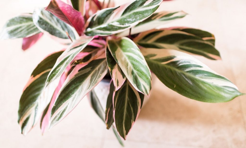 ต้นไม้ใบชมพู