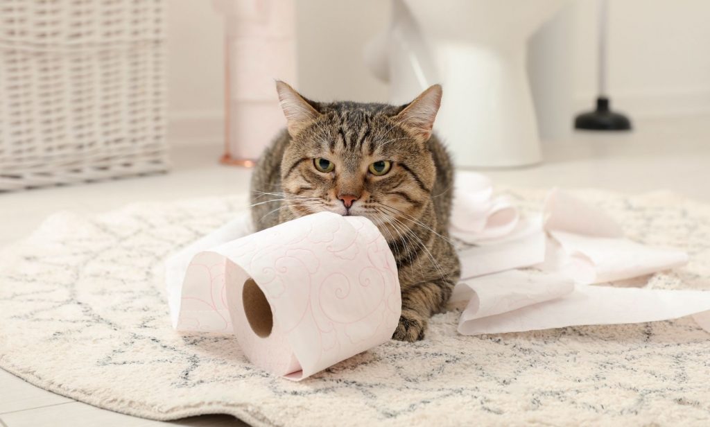 แมวชอบตามเข้าห้องน้ำ