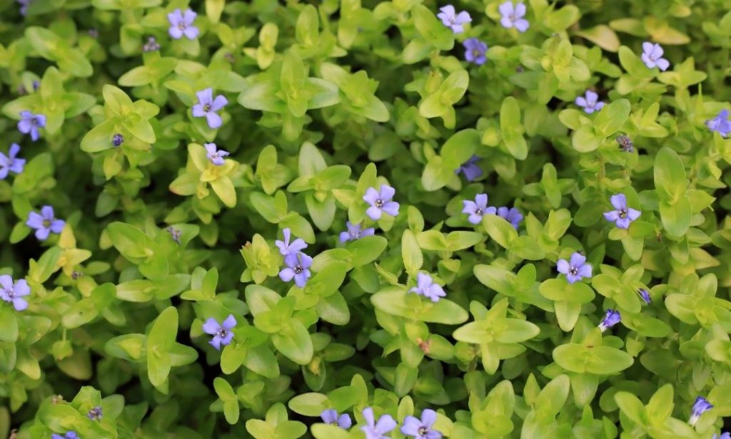 ต้นไม้ปลูกในน้ำ ทนแดด