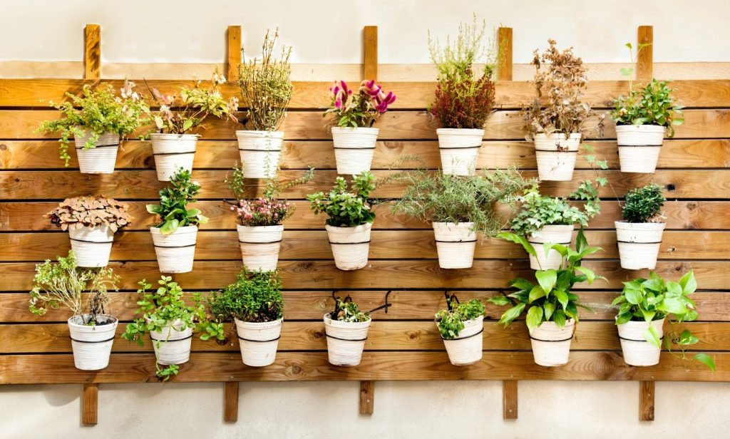 ต้นไม้แขวนผนัง