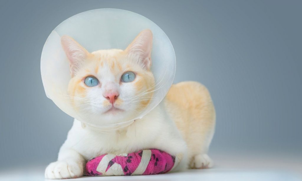 แมวเป็นแผล