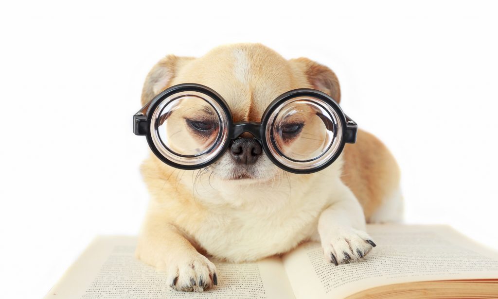 วิธีฝึกลูกสุนัข