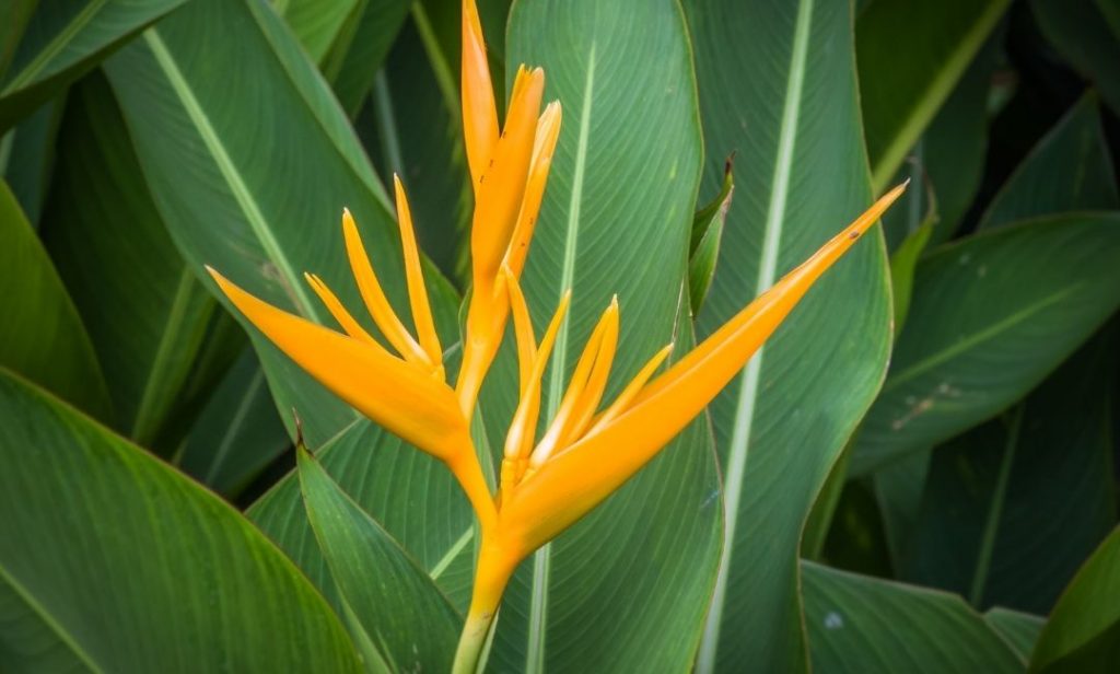 ต้นไม้ปลูกในน้ำ ทนแดด