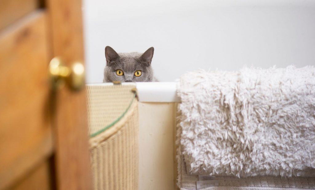 แมวชอบตามเข้าห้องน้ำ